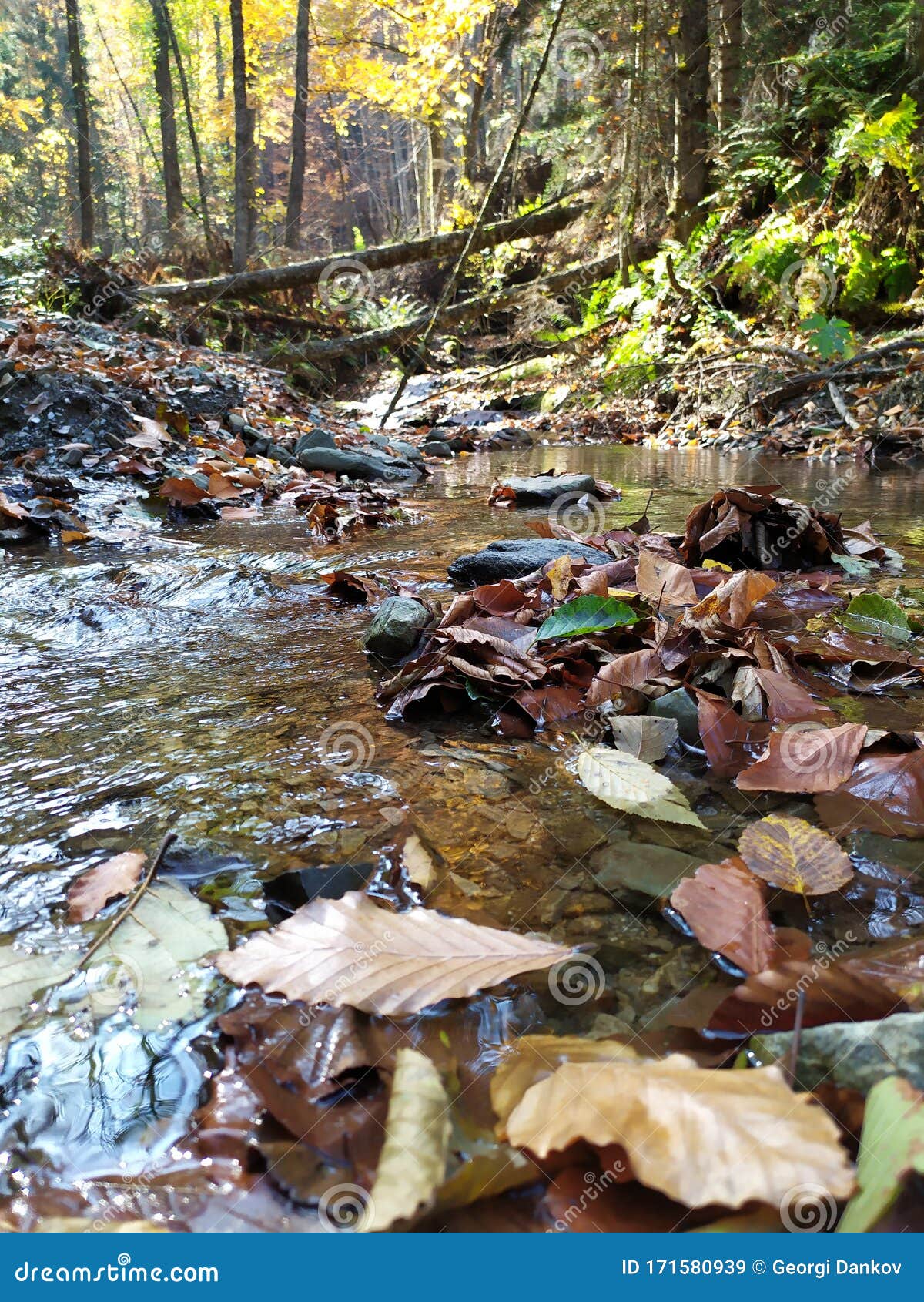 Rivulet stock image. Image of nature, woods, water, rivulet 171580939