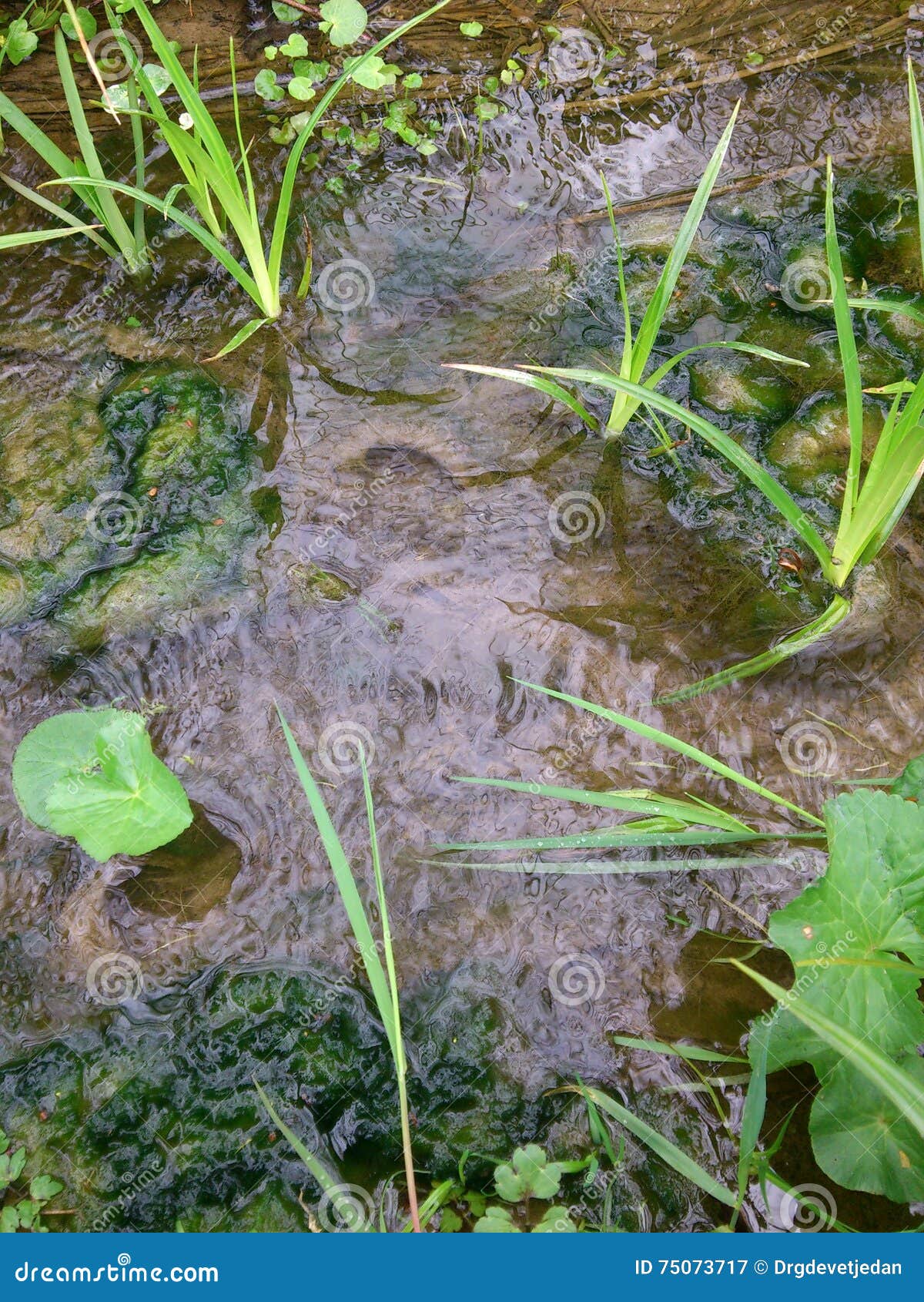 Rivulet Stock Photos 3,998 Images