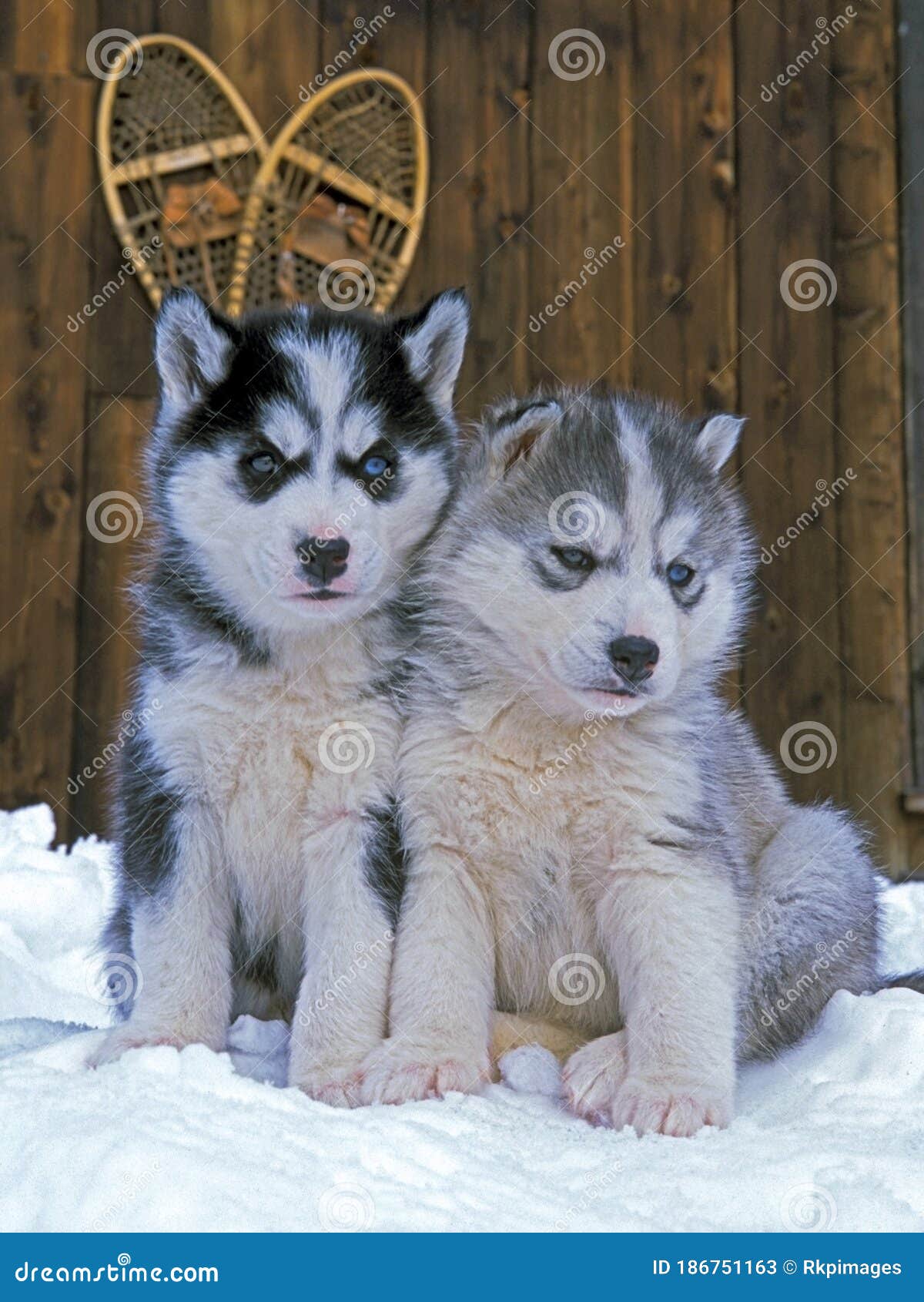 free husky puppies