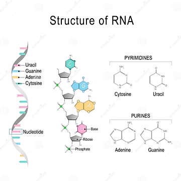 RNA. Structural Formula of Adenine, Cytosine, Guanine and Uracil Stock ...