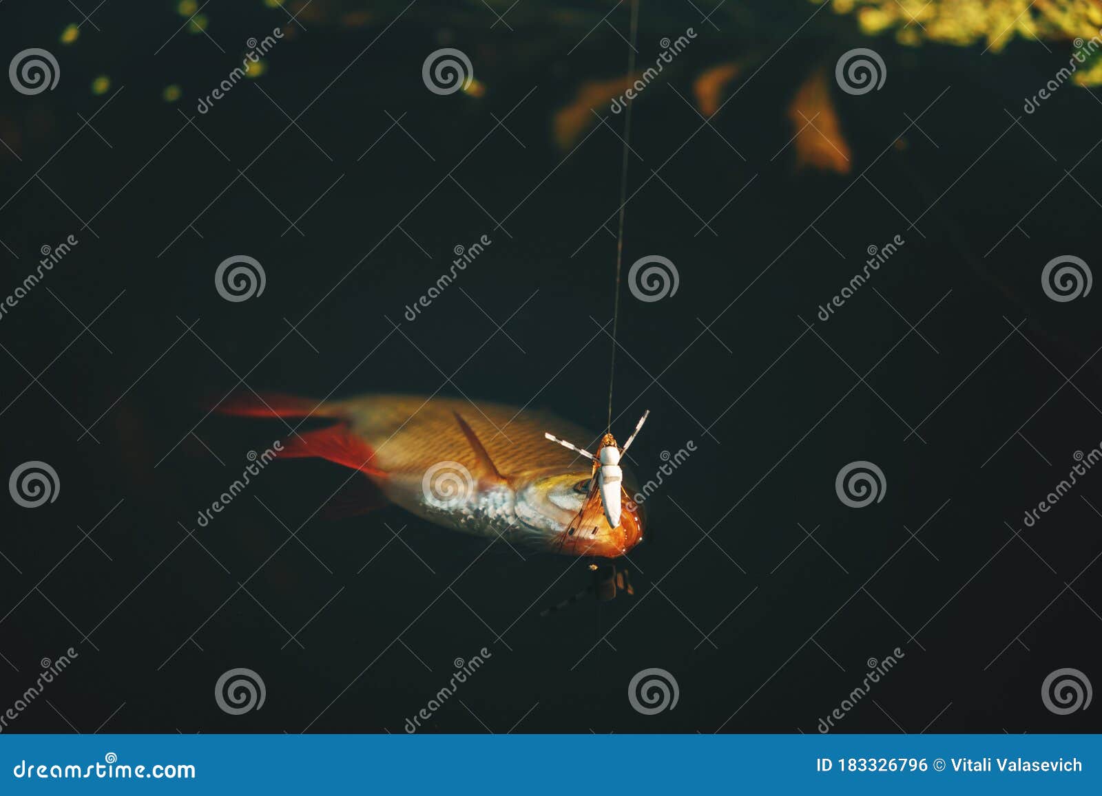 Roach Caught on a Dry Fly. Fly Fishing and Tenkara Stock Photo Image