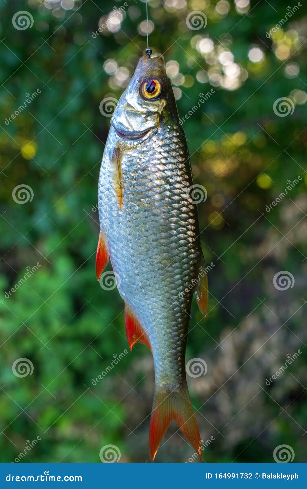 Roach caught fish hanging stock photo. Image of dead - 164991732