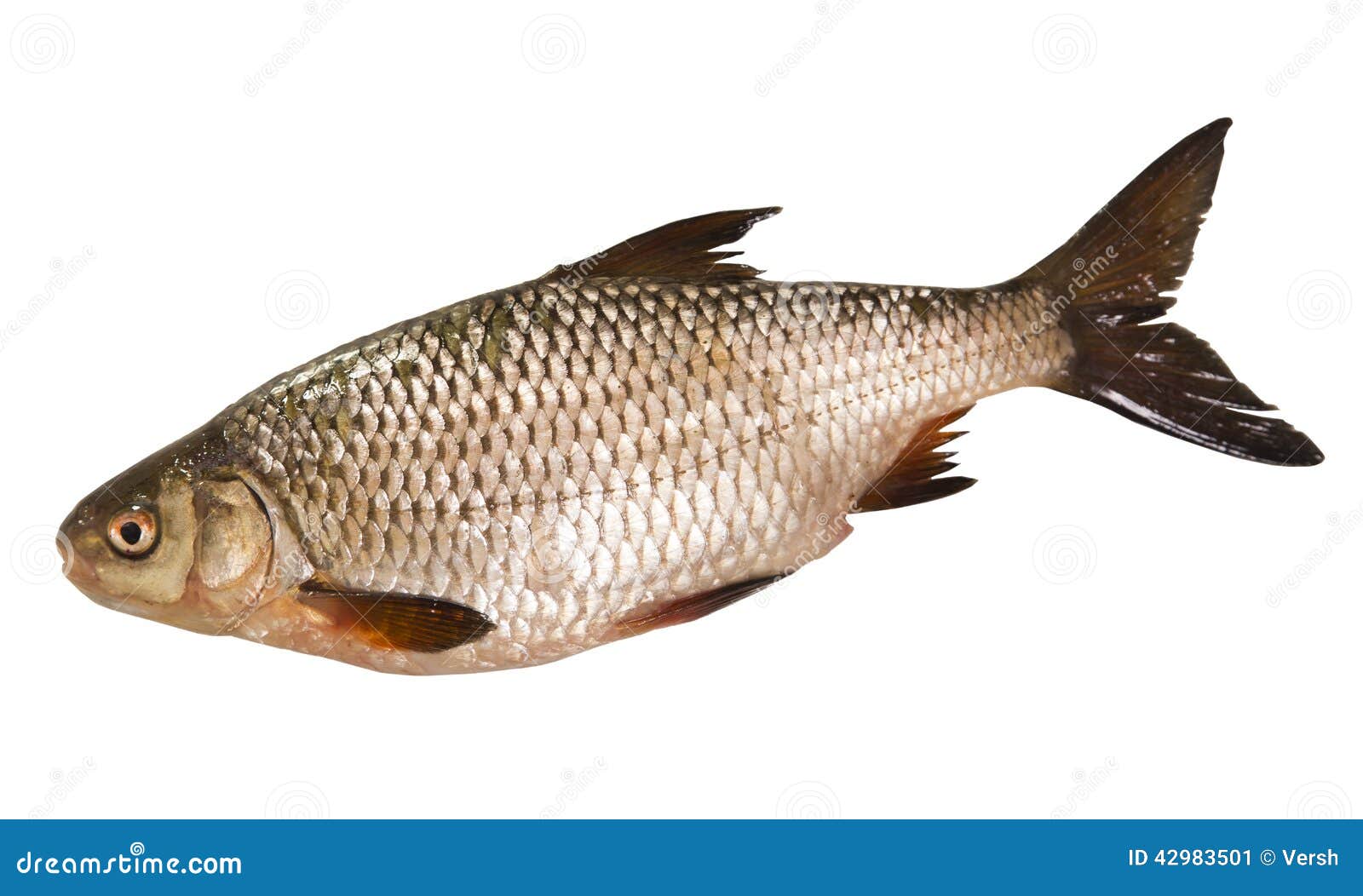 Roach Freshwater Fish Isolated on White Background Stock Image Image