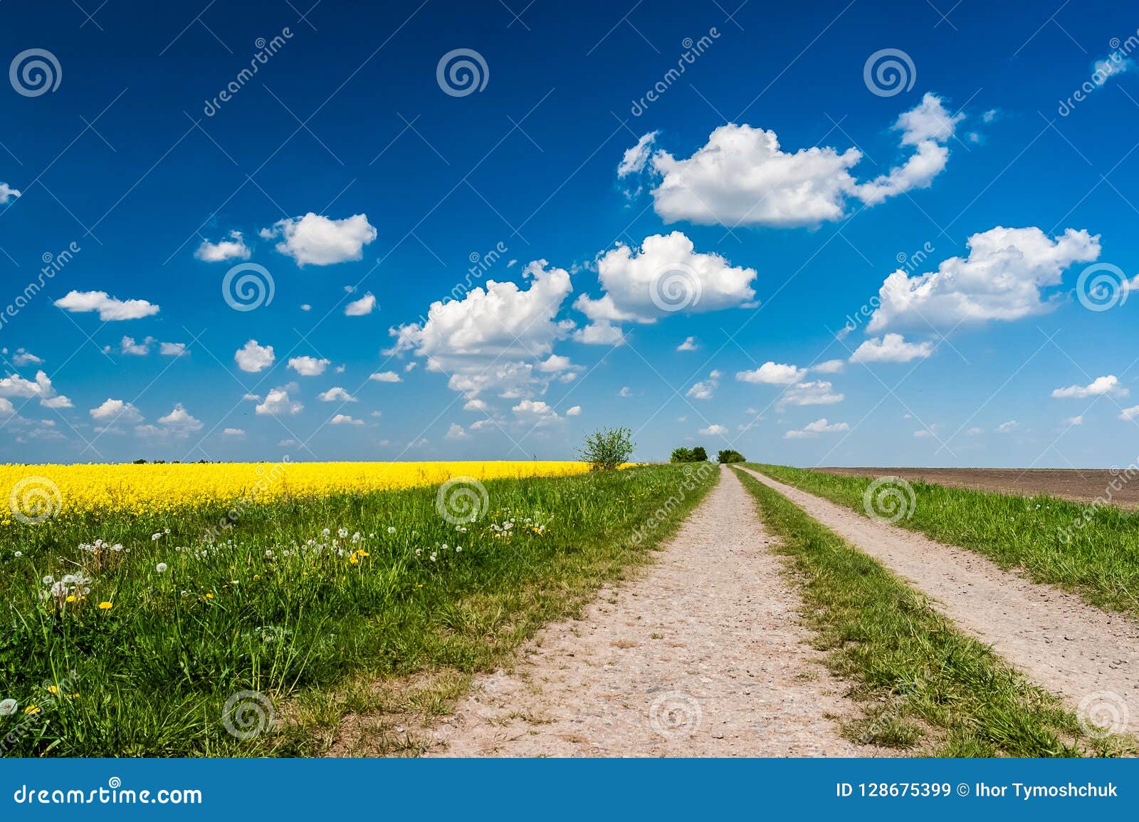 Road Along A Rapeseed Field Road Along The Rapeseed Field Stock Image Image Of