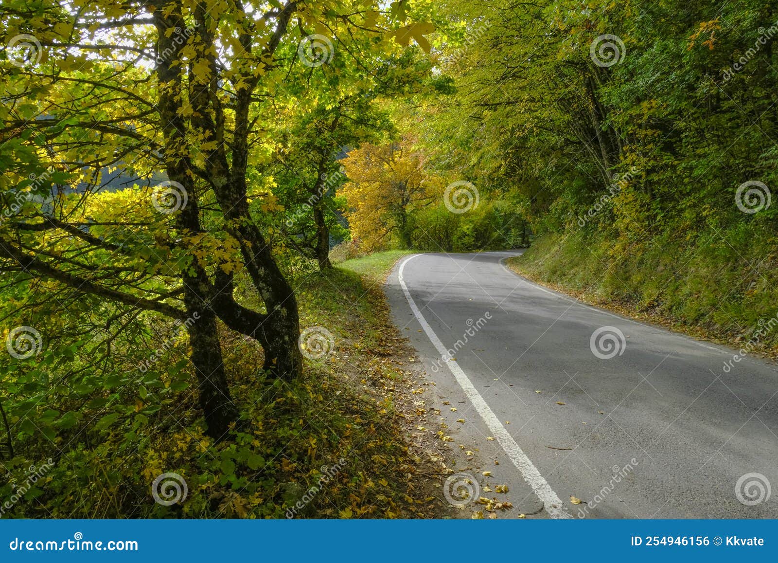 road in autumn forest. autumn nature. parco natural regionale dei boschi di carrega, emilia-romagna, italy