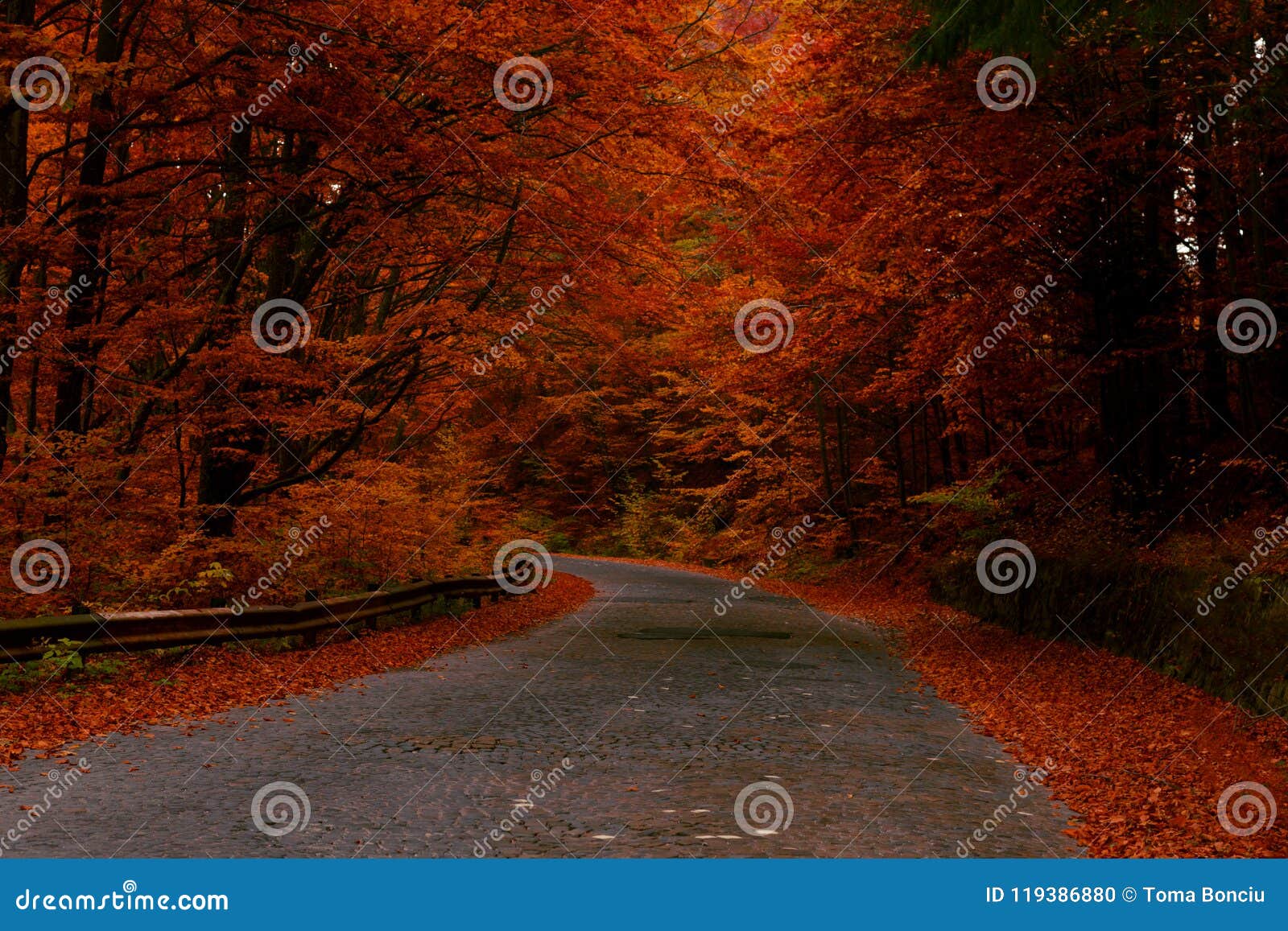 Road In Autumn Forest With Red Leaves Trees Stock Photo Image Of