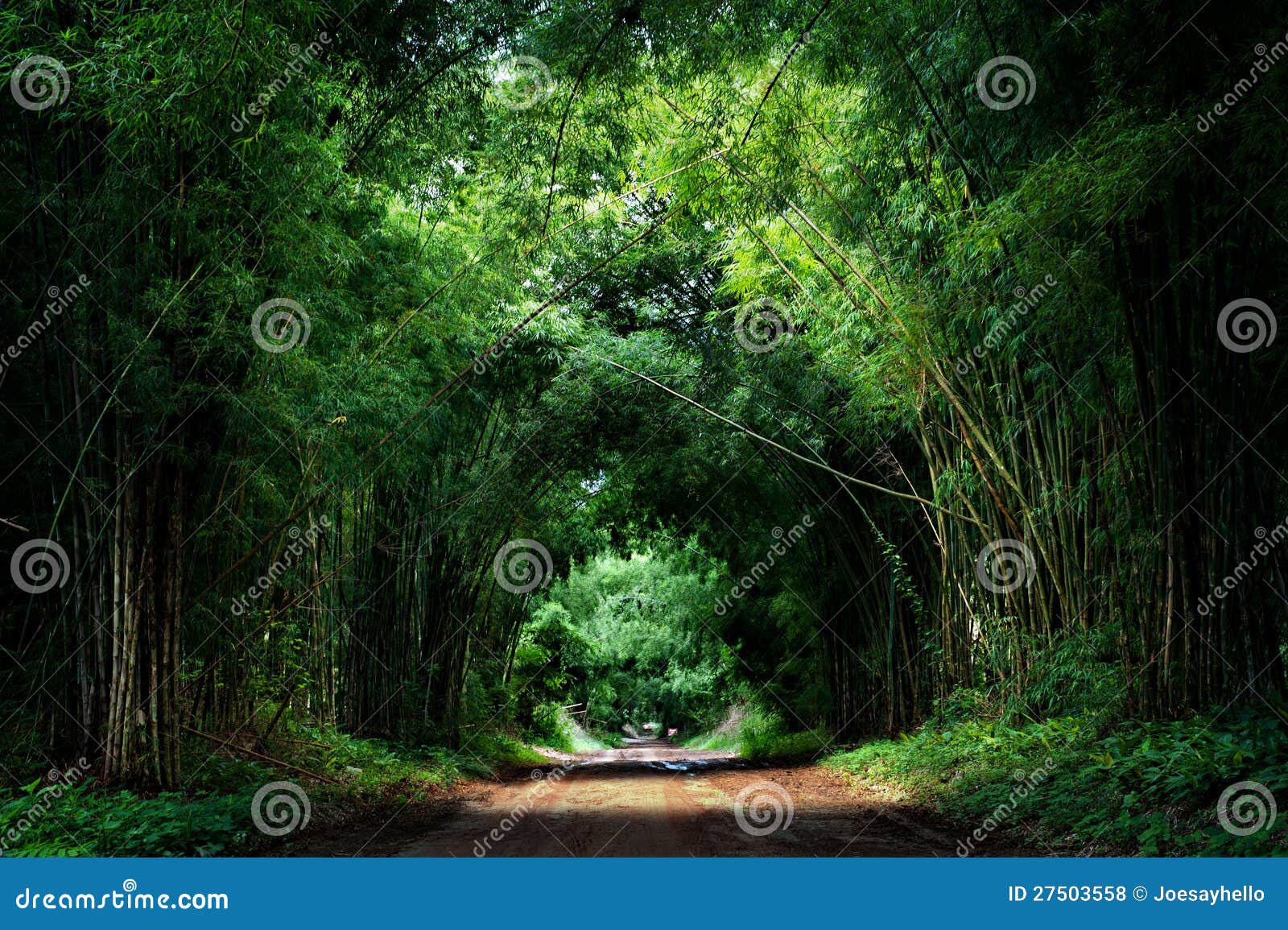 Road with Bamboo stock photo. Image of grass, light, foliage 27503558