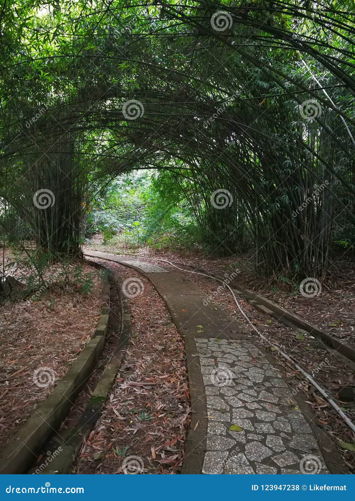 Road in bamboo forest stock photo. Image of path, road 123947238