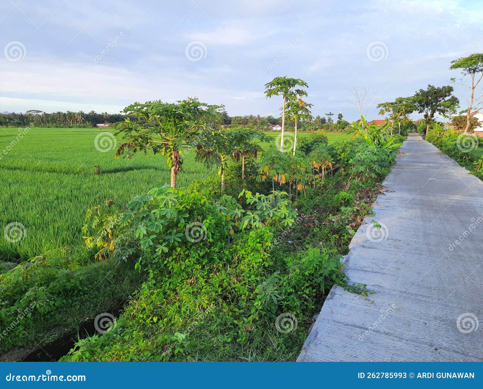 The Road Extends in the Middle of the Village Complete with Views of