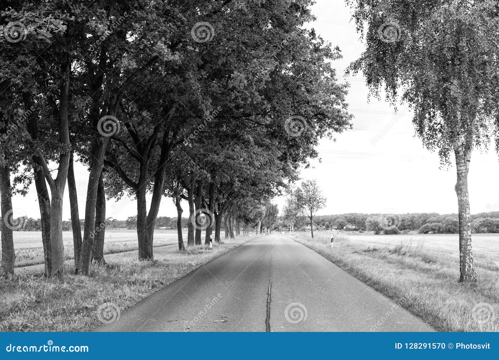 road in field accompanied by row of green trees, skyline and nature on background. landscape of flat terrain at sunset
