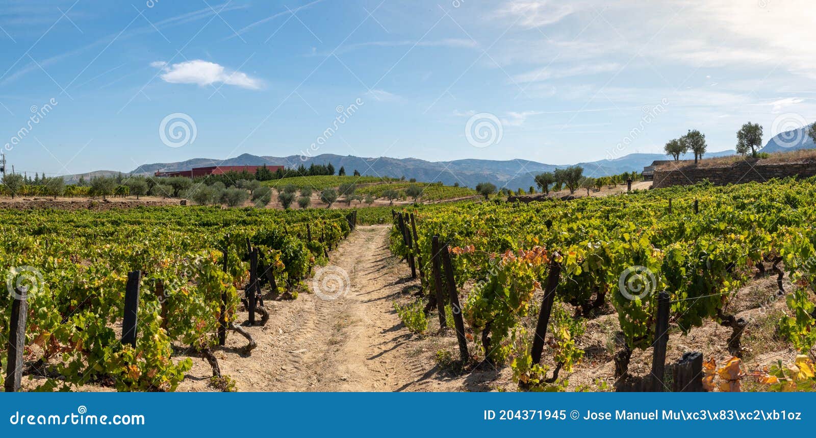 Road between Fields Planted with Vines Stock Image Image of plant