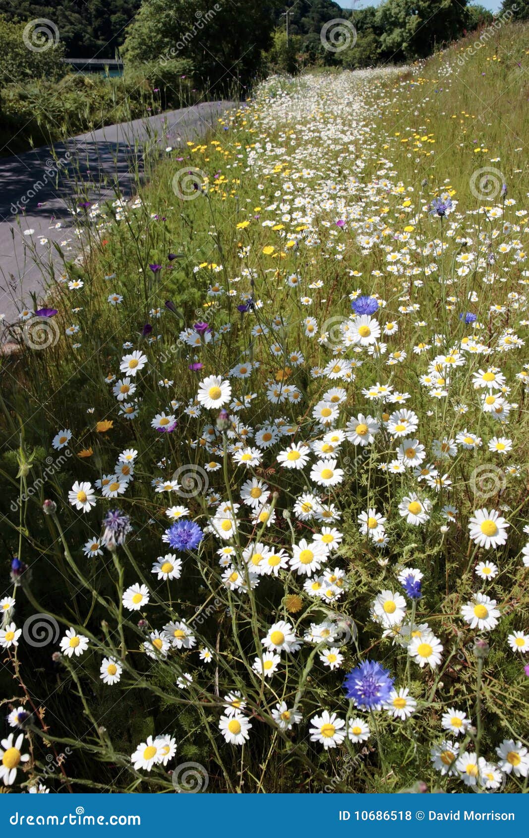 Road flowers stock photo. Image of landscape, bloom, floral 10686518