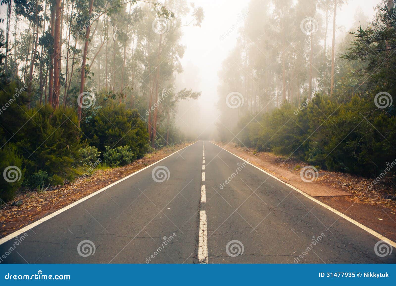 road in the forest la esperanza