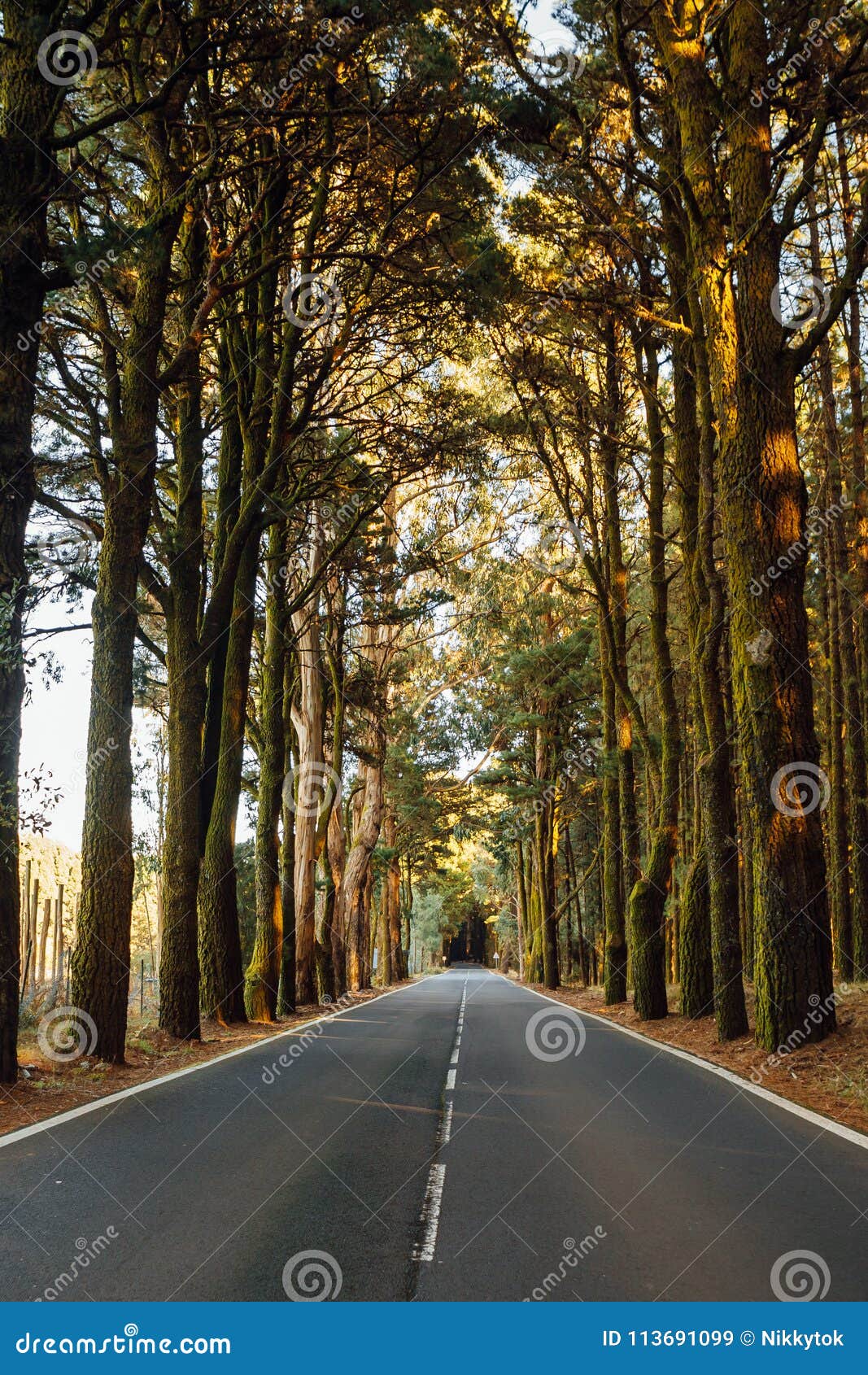 road in the forest la esperanza