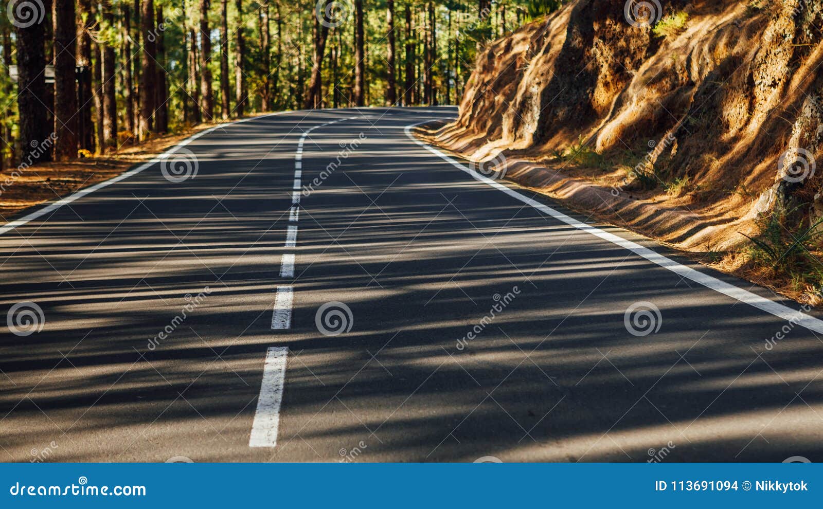 road in the forest la esperanza