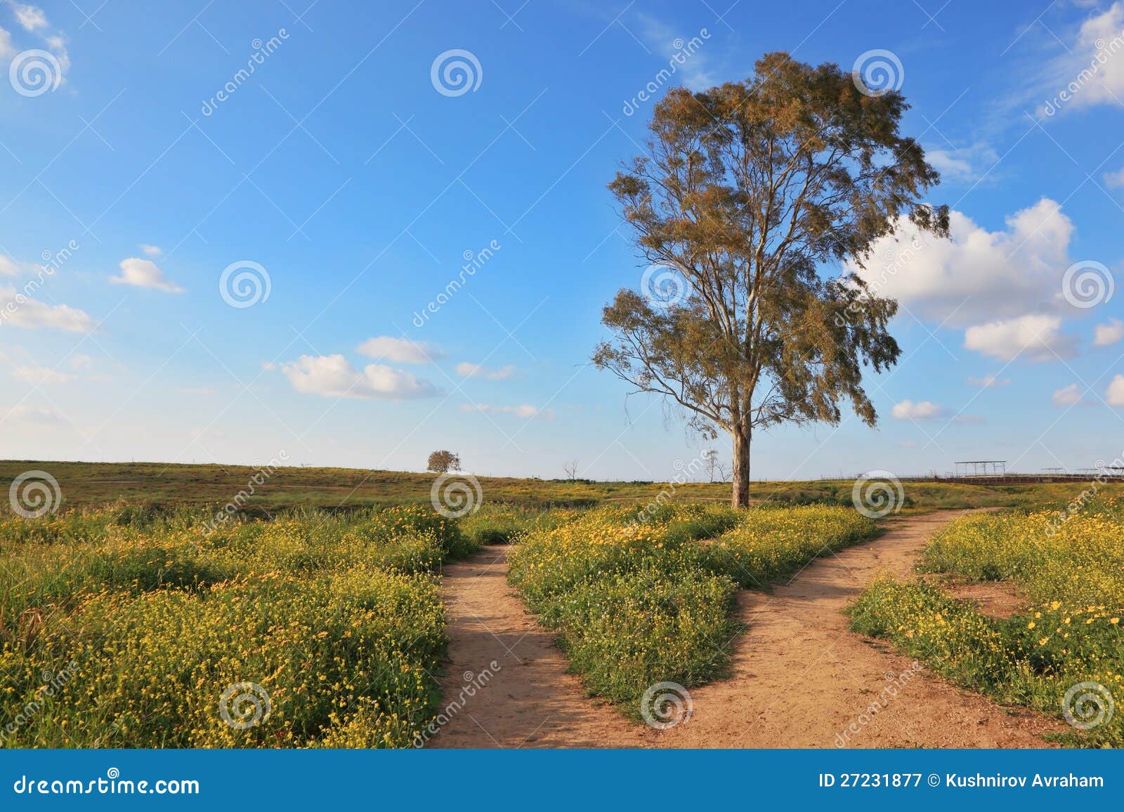 The Road Forks Around a Tree Stock Image Image of color, green 27231877