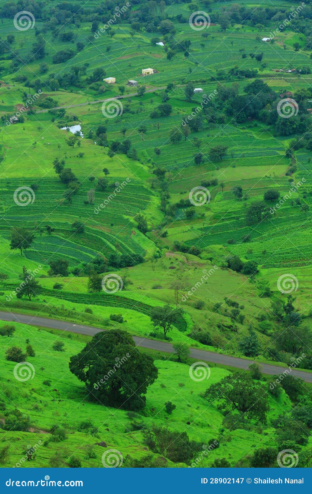 A Road and the Green Prosperity Stock Image Image of natural, shades