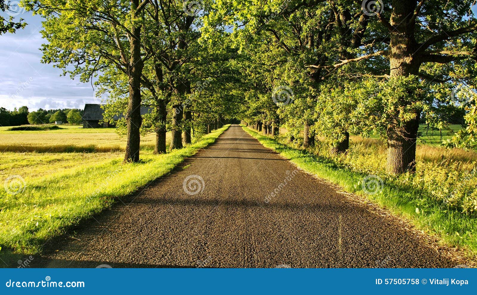 Green road and trees stock photo. Image of burtnieki 57505758