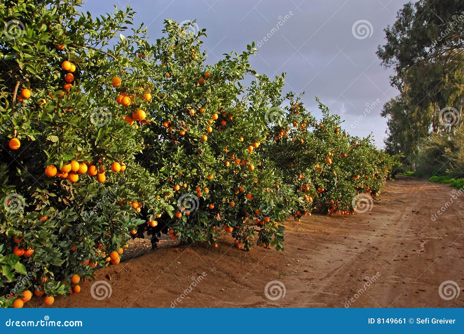 road with many orange trees