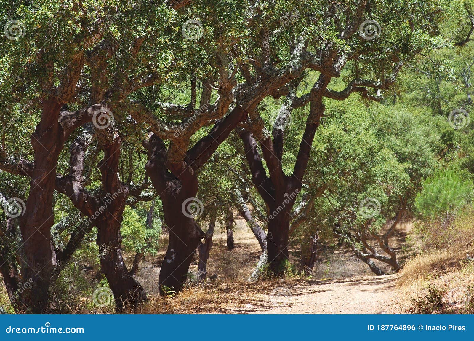 road in mediterranean forest, serra ossa