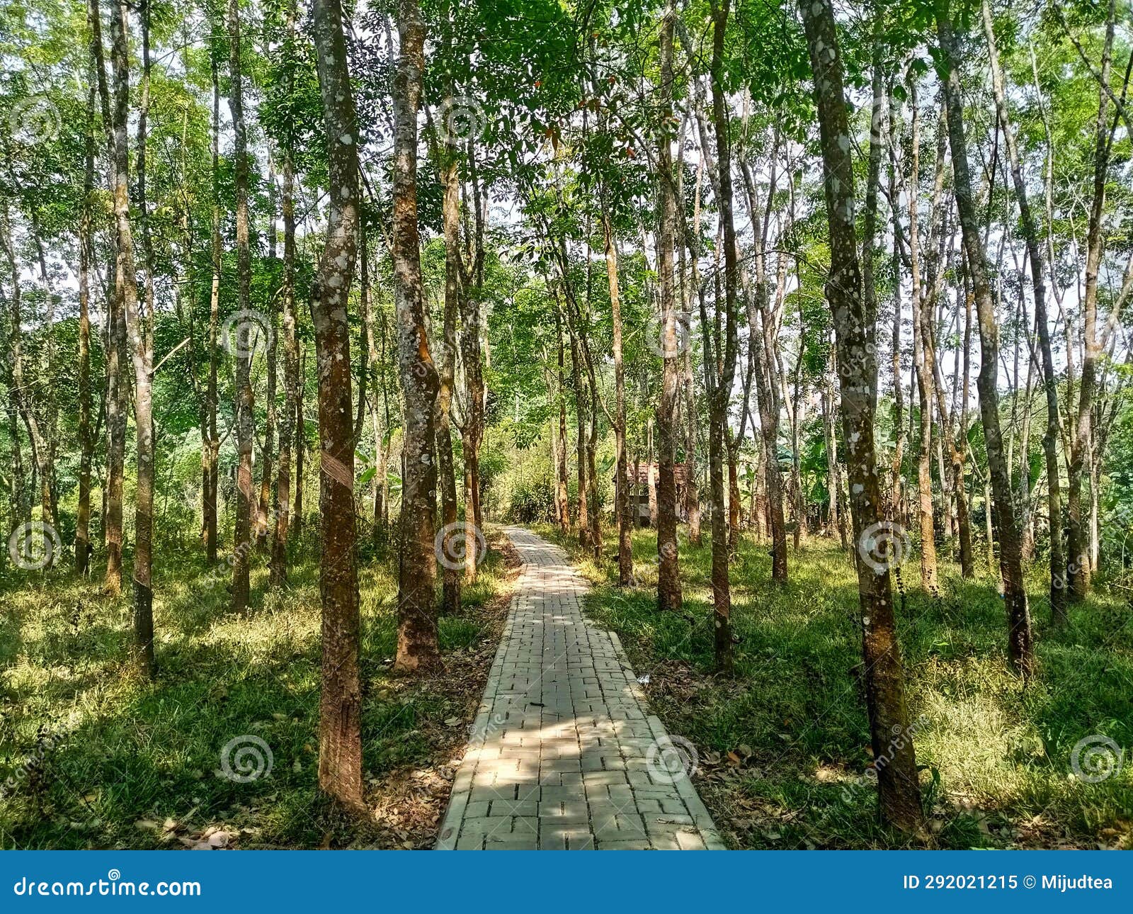 Road in the Middle of a Rubber Plantation Stock Image Image of leaf, garden 292021215