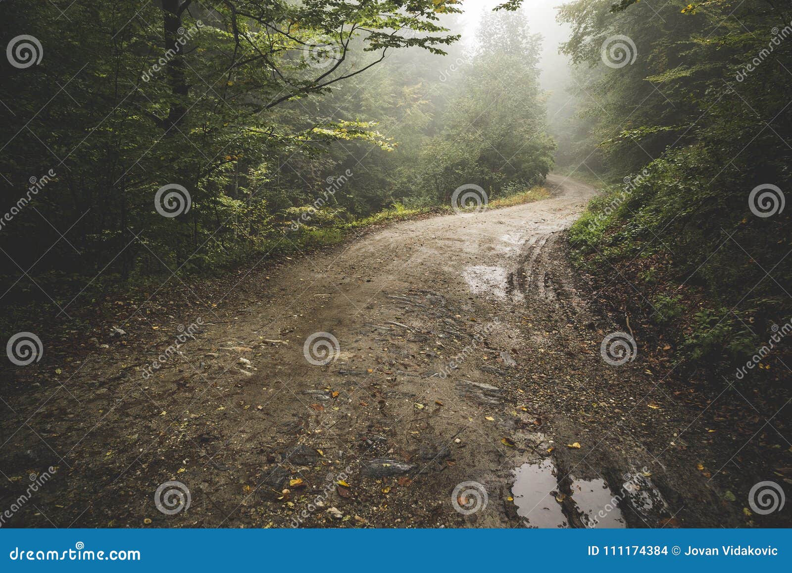 road through the misty woods