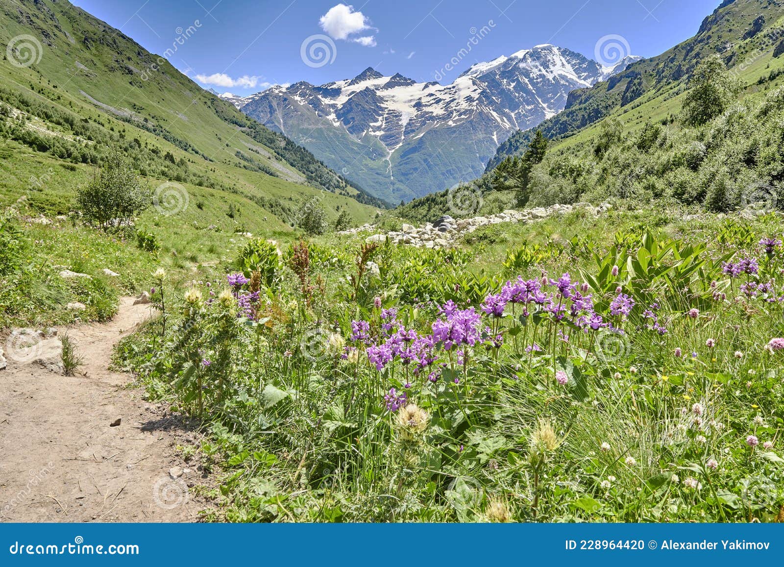 Road in the Mountains between Green Alpine Meadows and a Mountain River ...