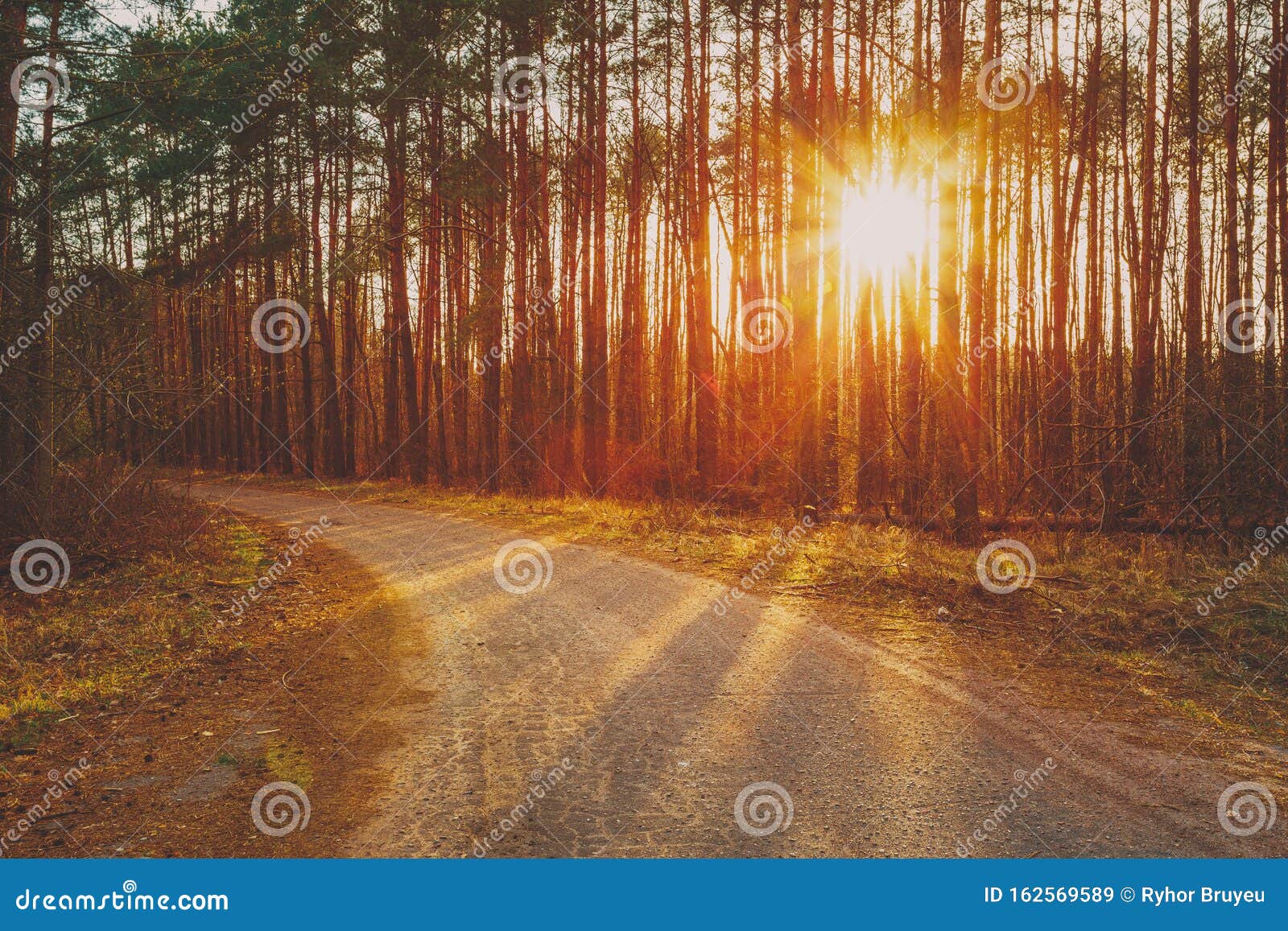 Road Path Walkway Through Sunny Forest Sunset Sunrise In Autumn