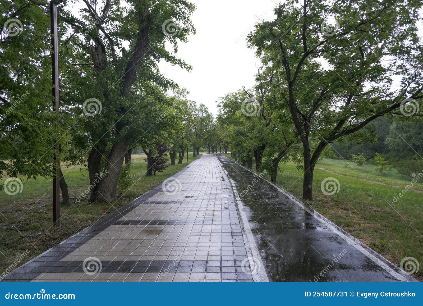 Road Paved with Paving Slabs during the Rain between Green Trees Stock