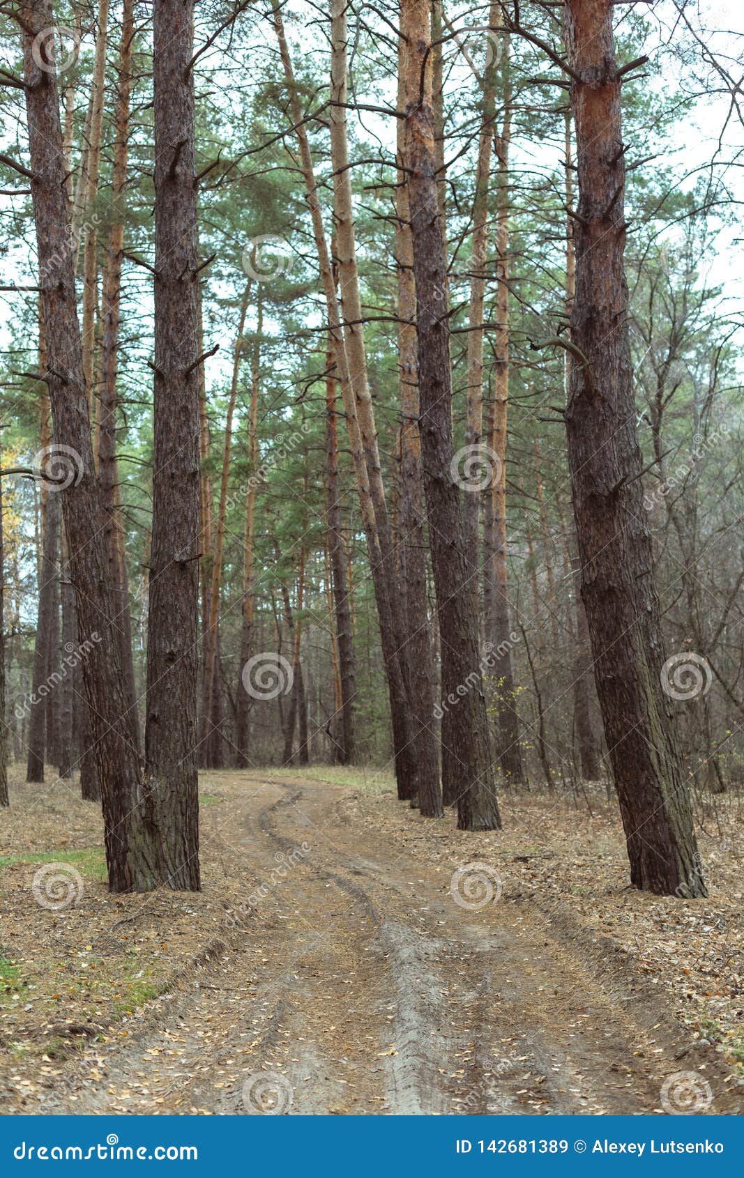 Road in the Pine Forest in Autumn Stock Image Image of moisture