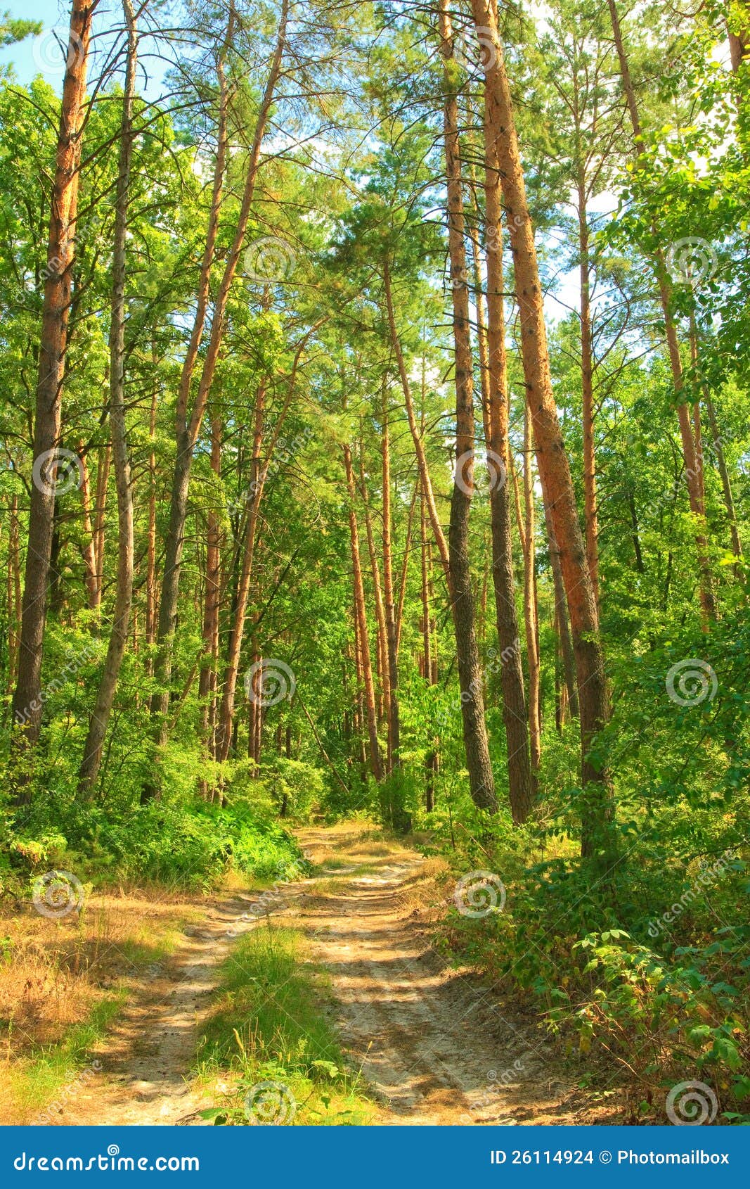 The Road through the Pine Forest in the Morning Su Stock Photo Image