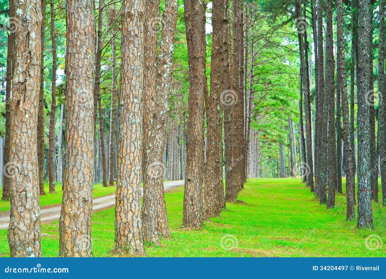 Road into Pine Forest stock image. Image of nature, forest 34204497