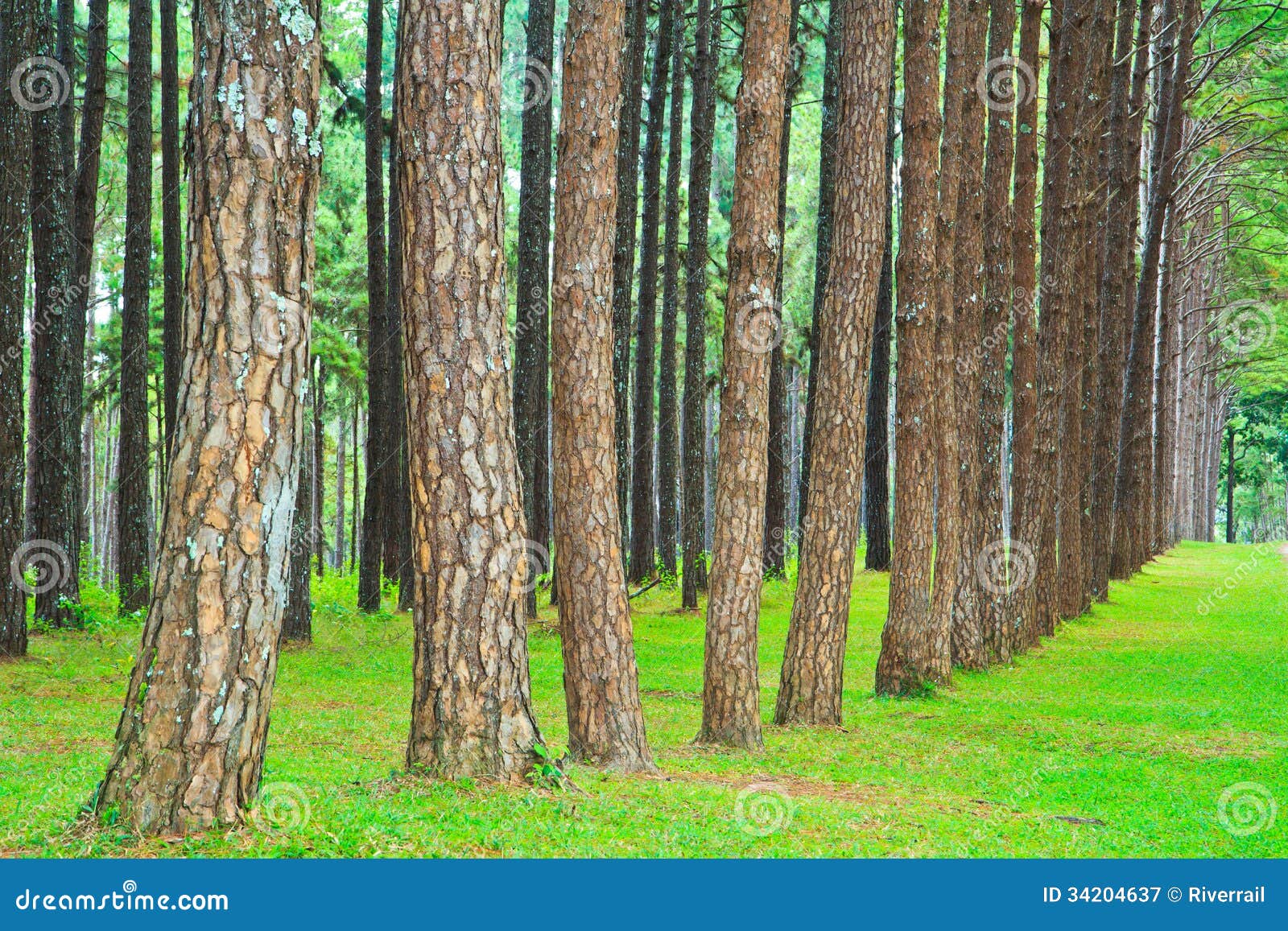 Road into Pine Forest stock image. Image of ecology, daylight 34204637