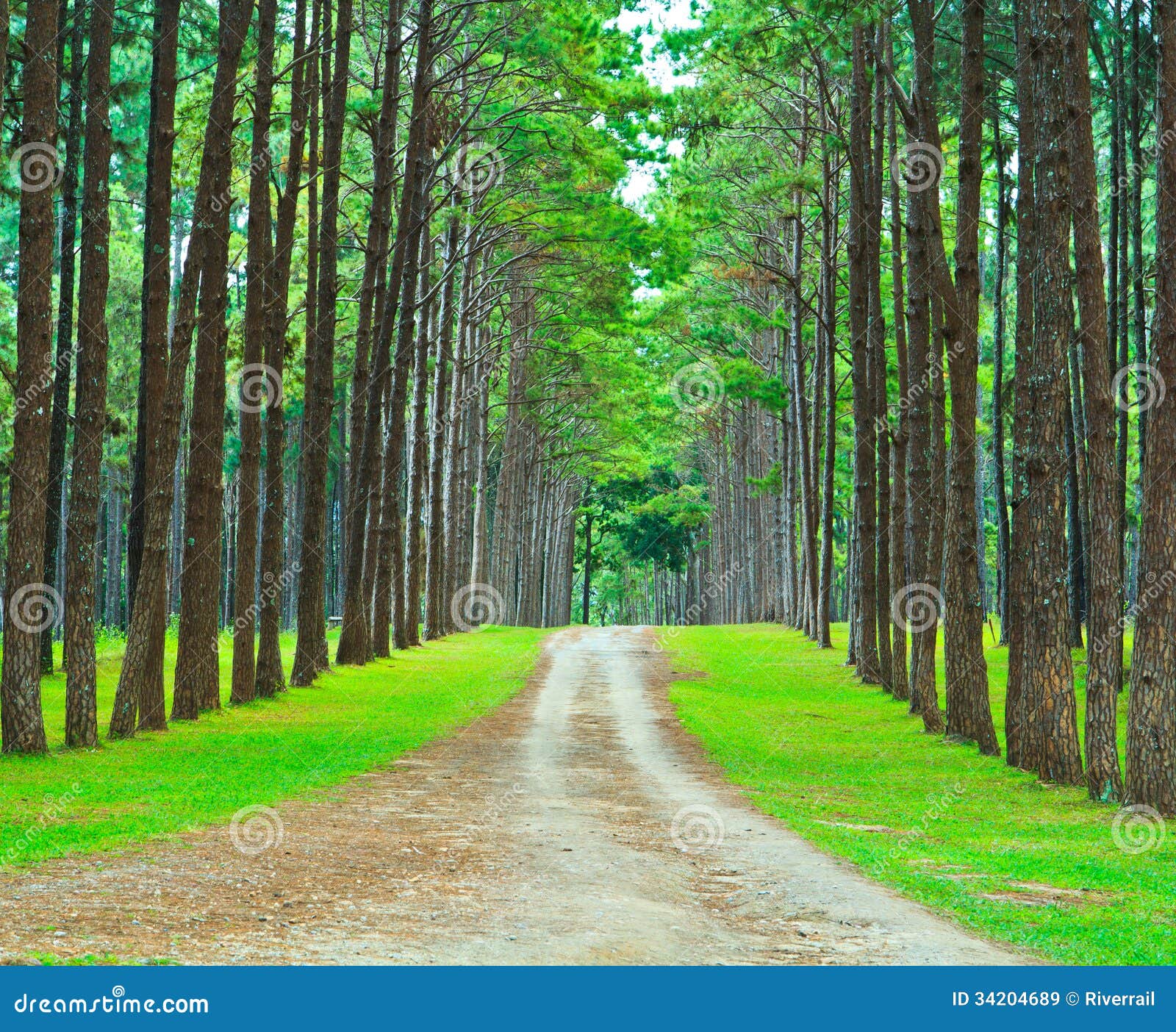 Road into Pine Forest stock image. Image of nature, branches 34204689