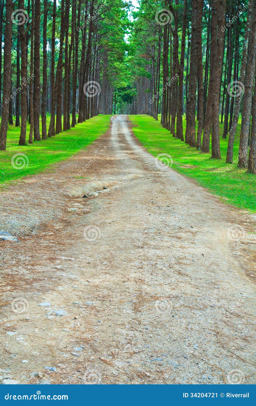 Road into Pine Forest stock image. Image of peaceful 34204721