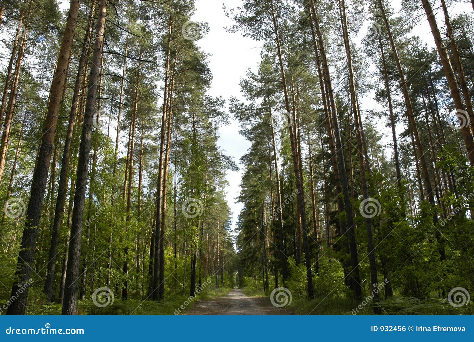 Road in pine grove stock photo. Image of design, light 932456