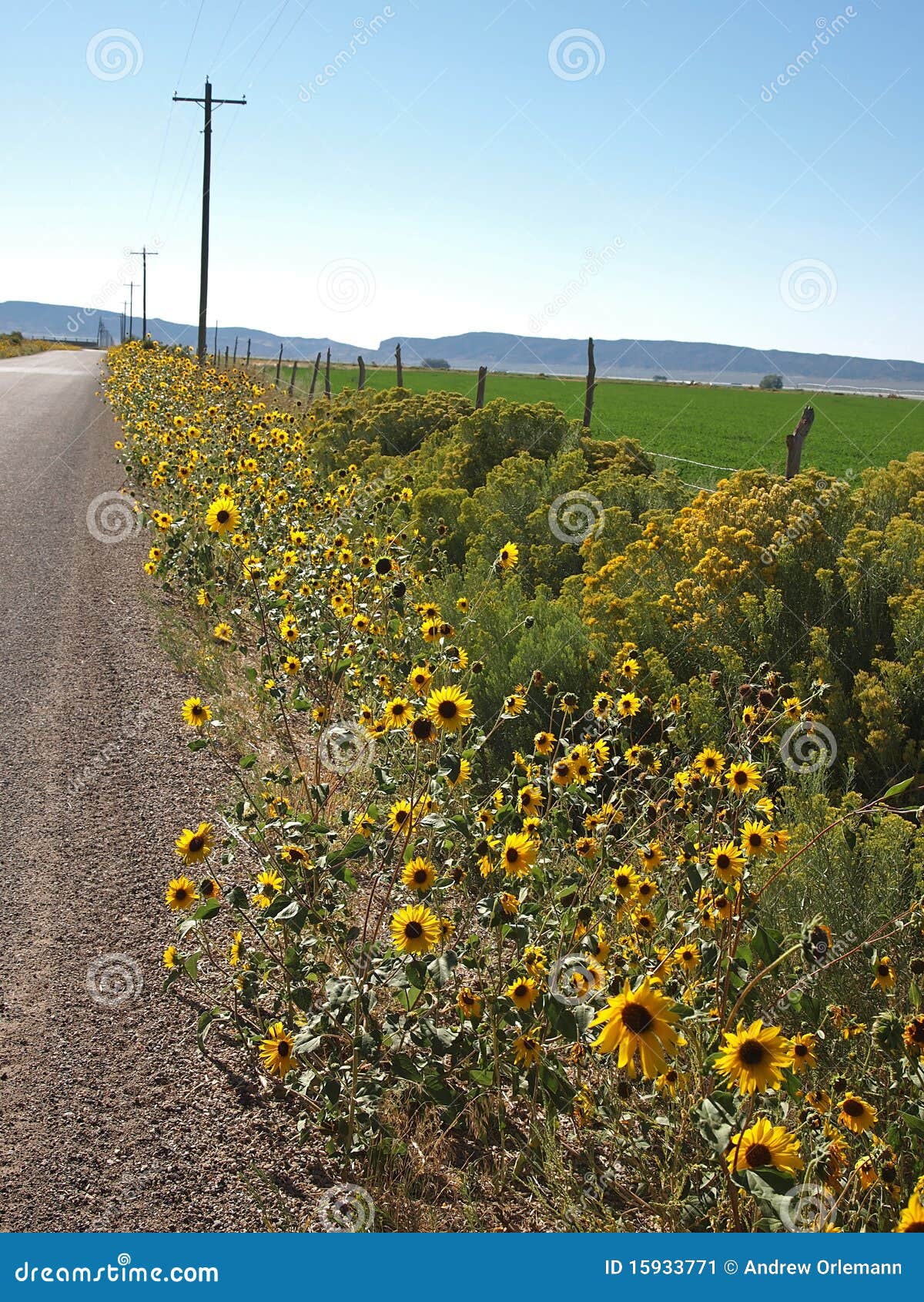 Road with Sunflowers stock image. Image of summer, beautiful 15933771
