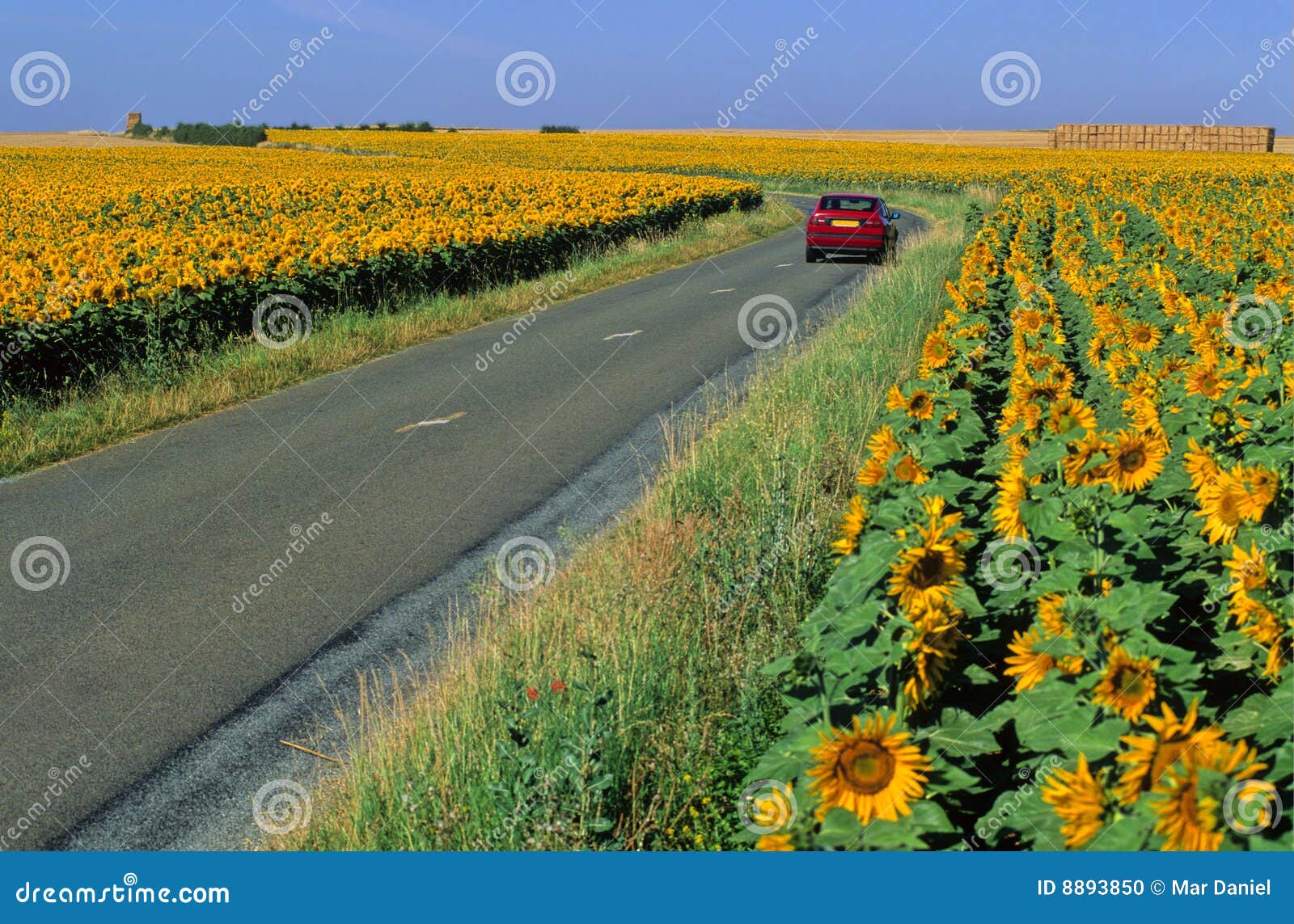 Road and sunflowers stock photo. Image of crops, route 8893850