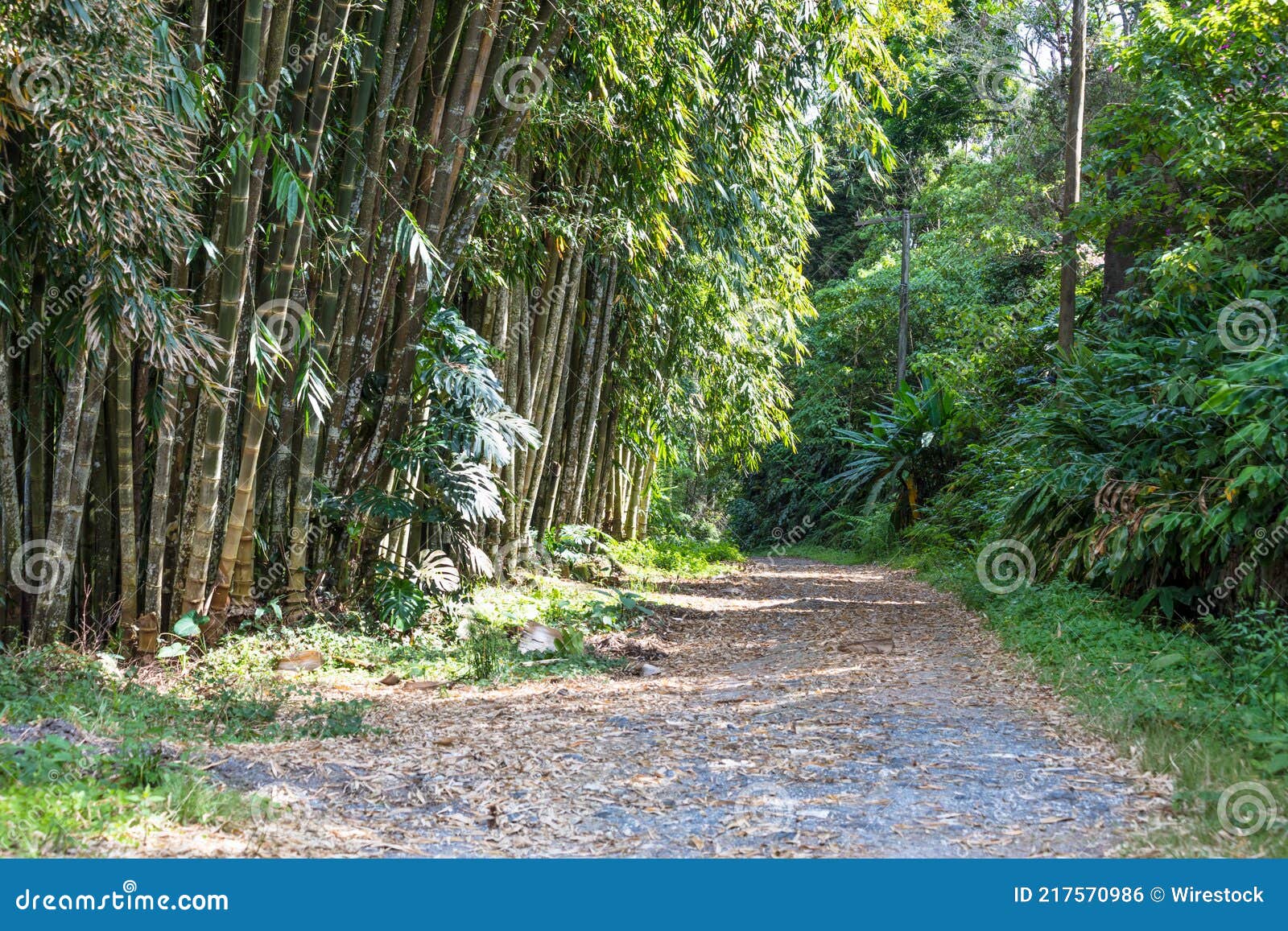 Road Surrounded by Bamboo Plants Stock Photo Image of road