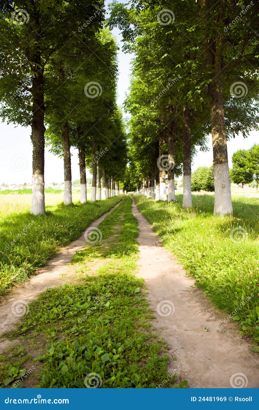 Road track stock image. Image of dirt, lush, nature, growth - 24481969