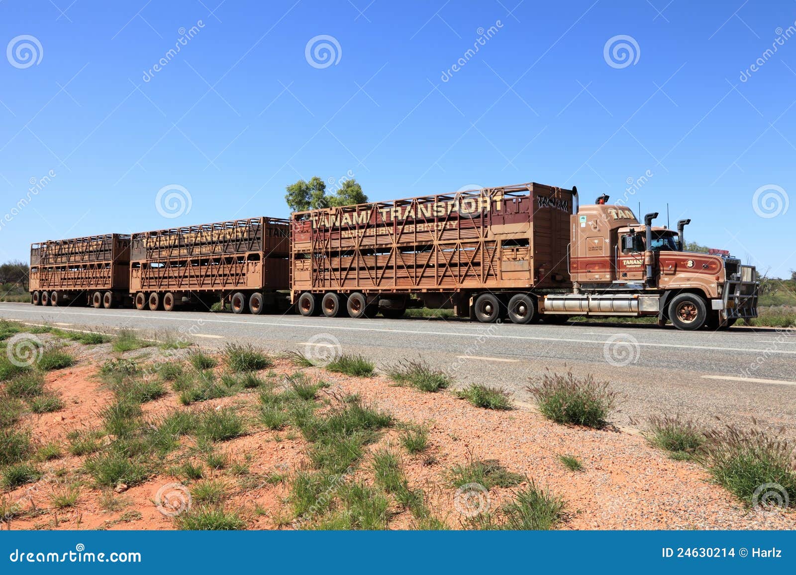 Road Train Transporting Cattle Stock Images by Megapixl