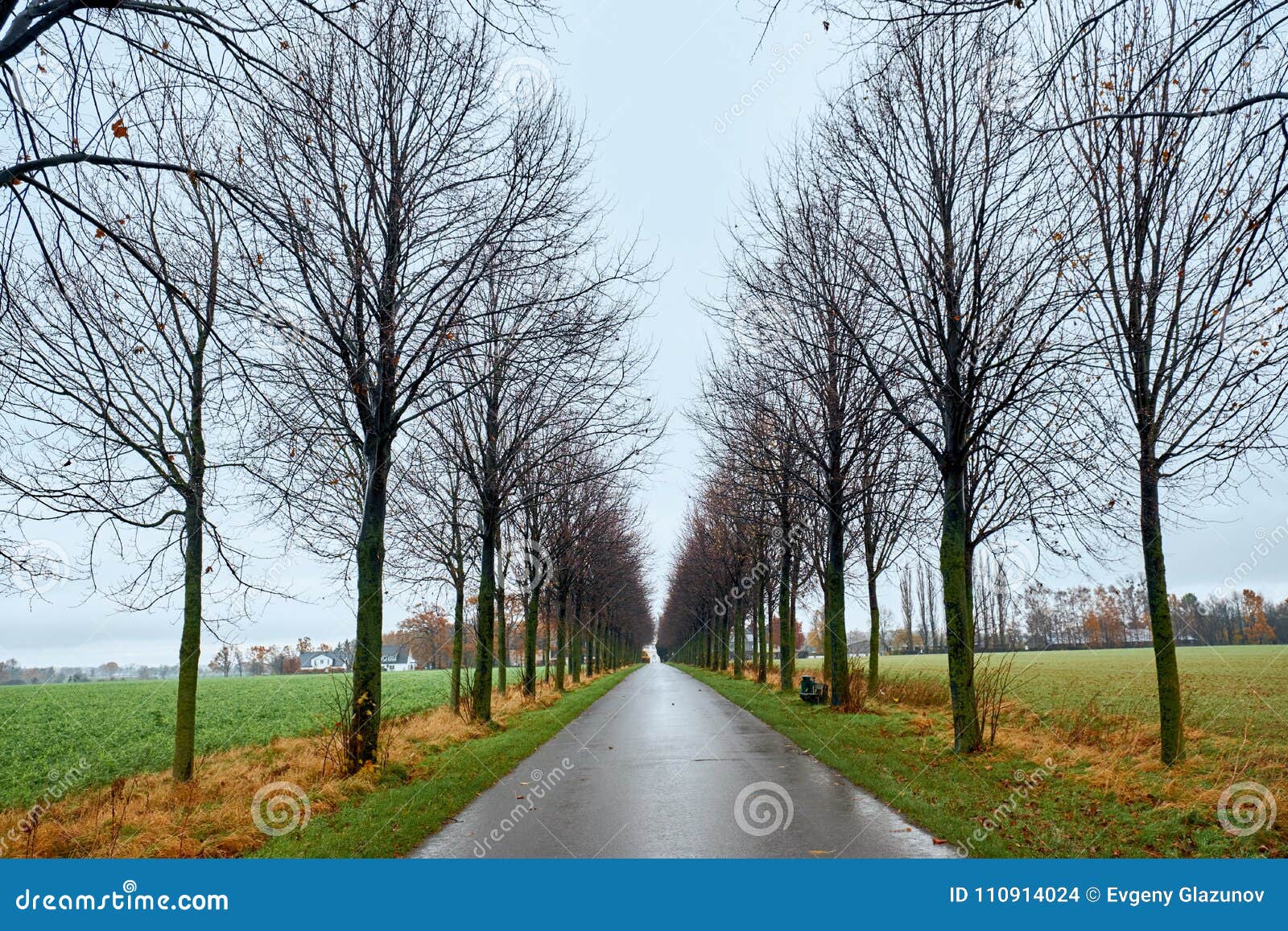 Road of Trees. Tunnel of Trees Stock Photo - Image of beautiful,  countryside: 110914024
