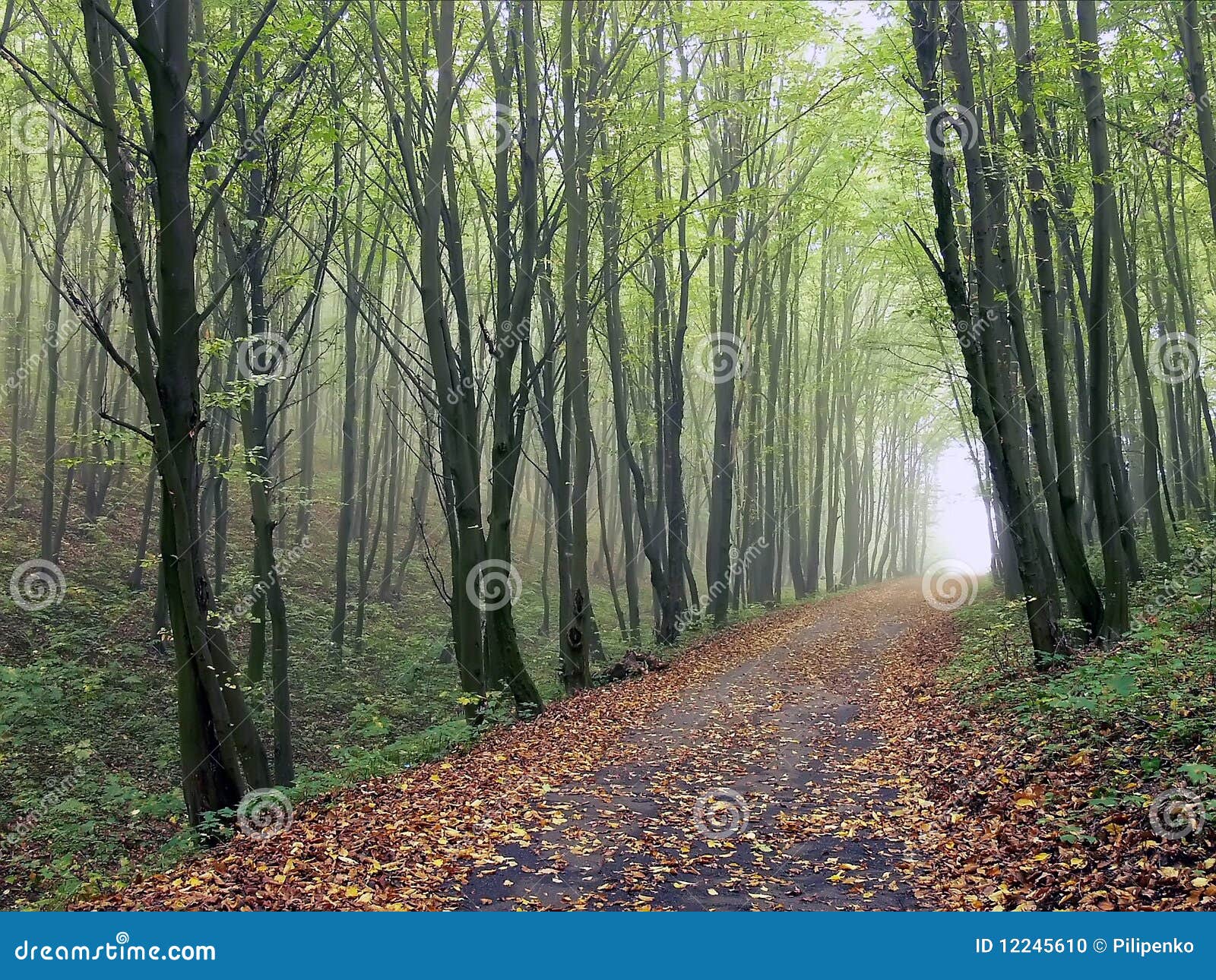 The road in the woods stock photo. Image of branch, deciduous 12245610