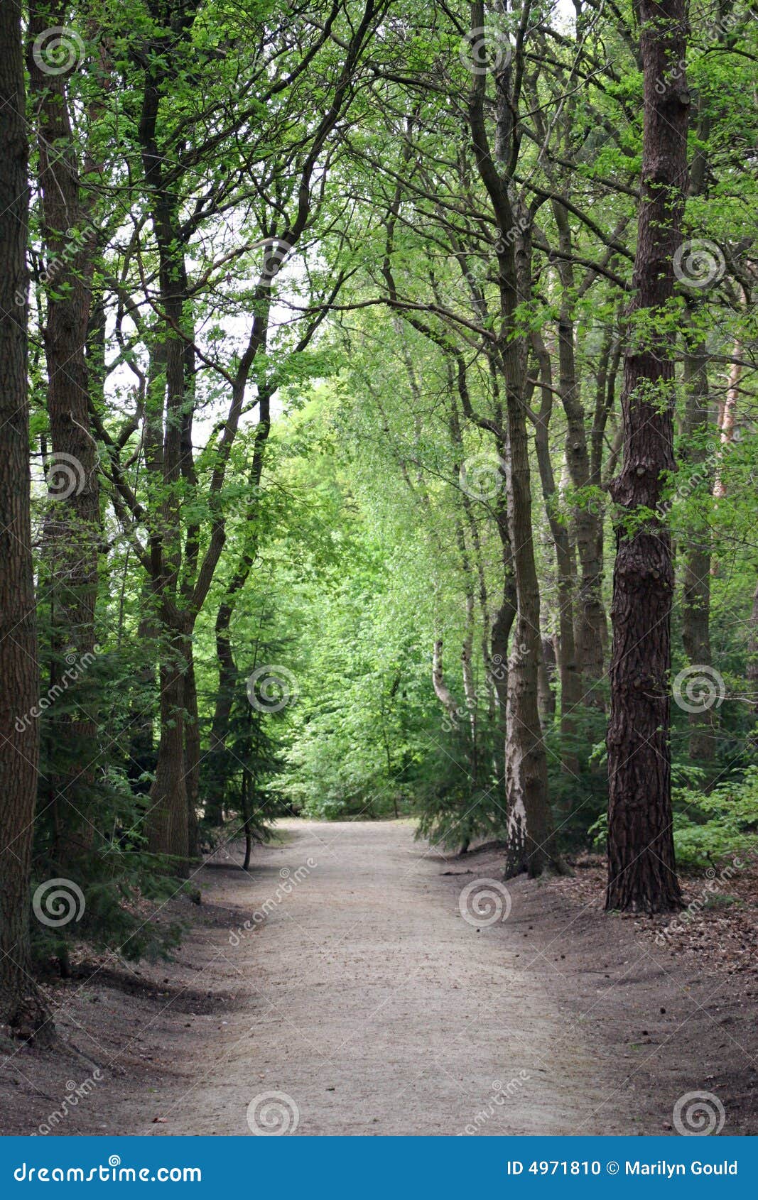 road through the woods
