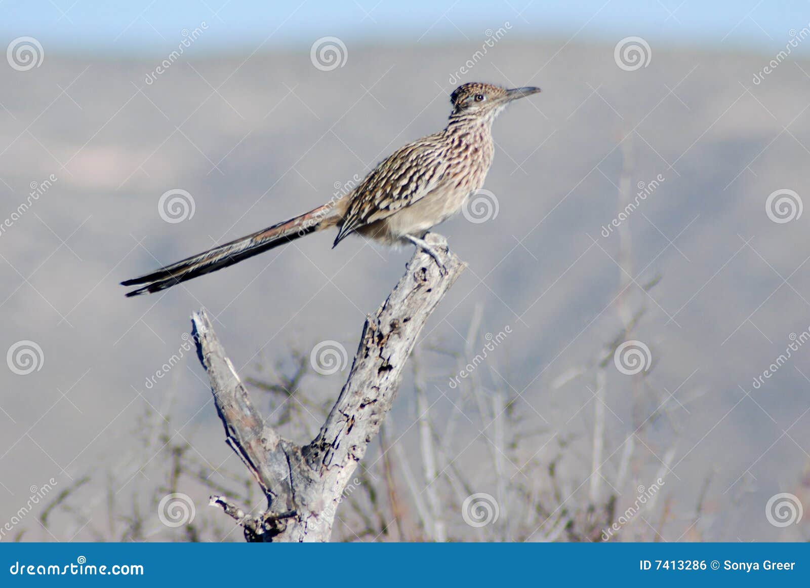 roadrunner