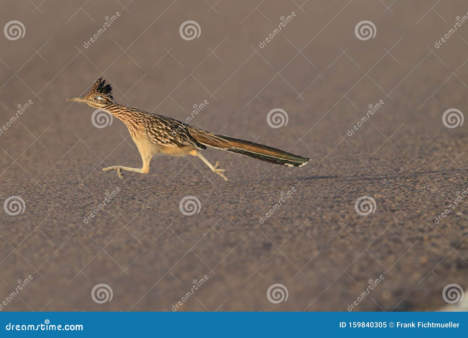 roadrunner bosque del apache wildlife refuge in new mexico