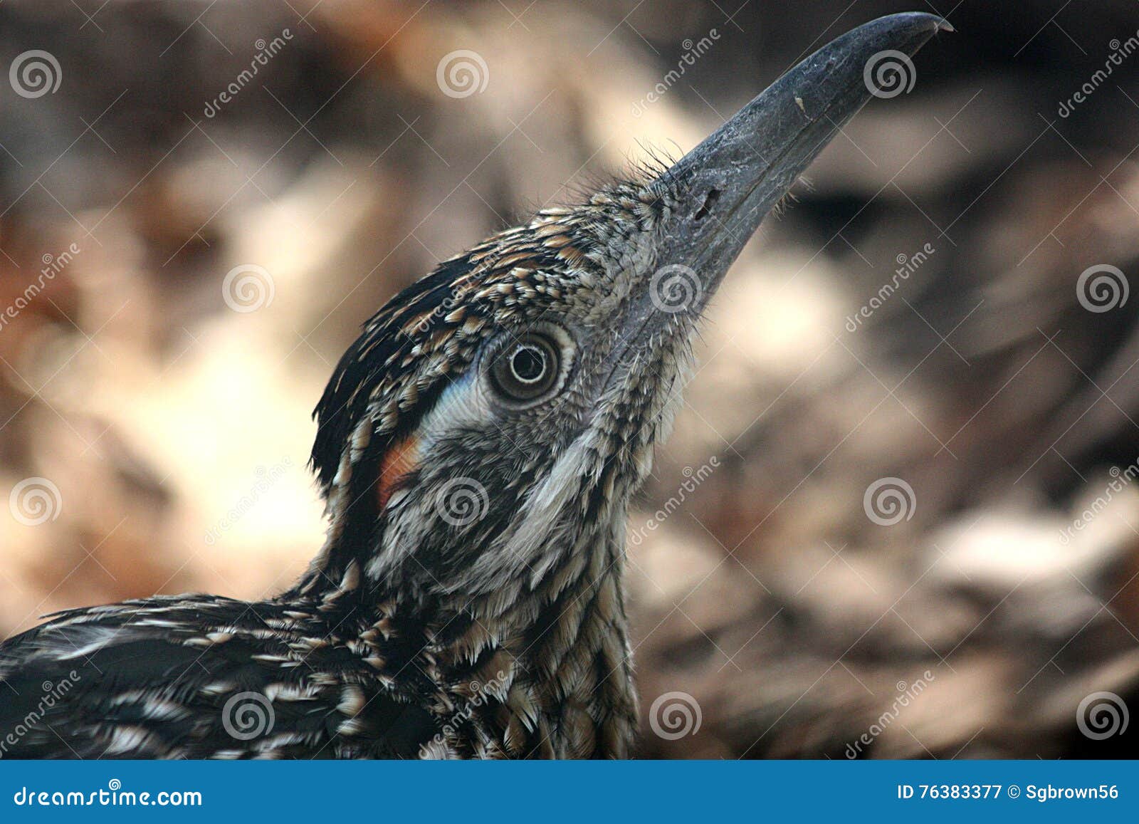 Roadrunner Close-Up stock image. Image of feathers, bird - 76383377