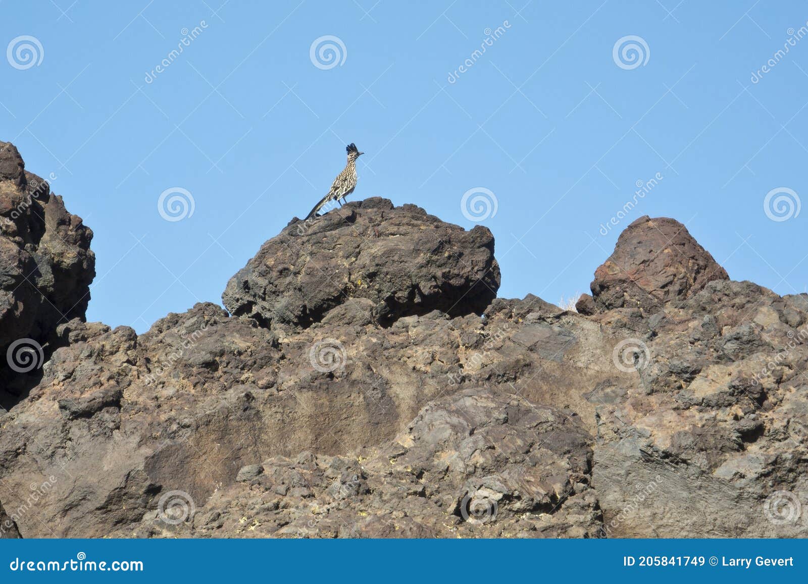 roadrunner on a rock outcropping
