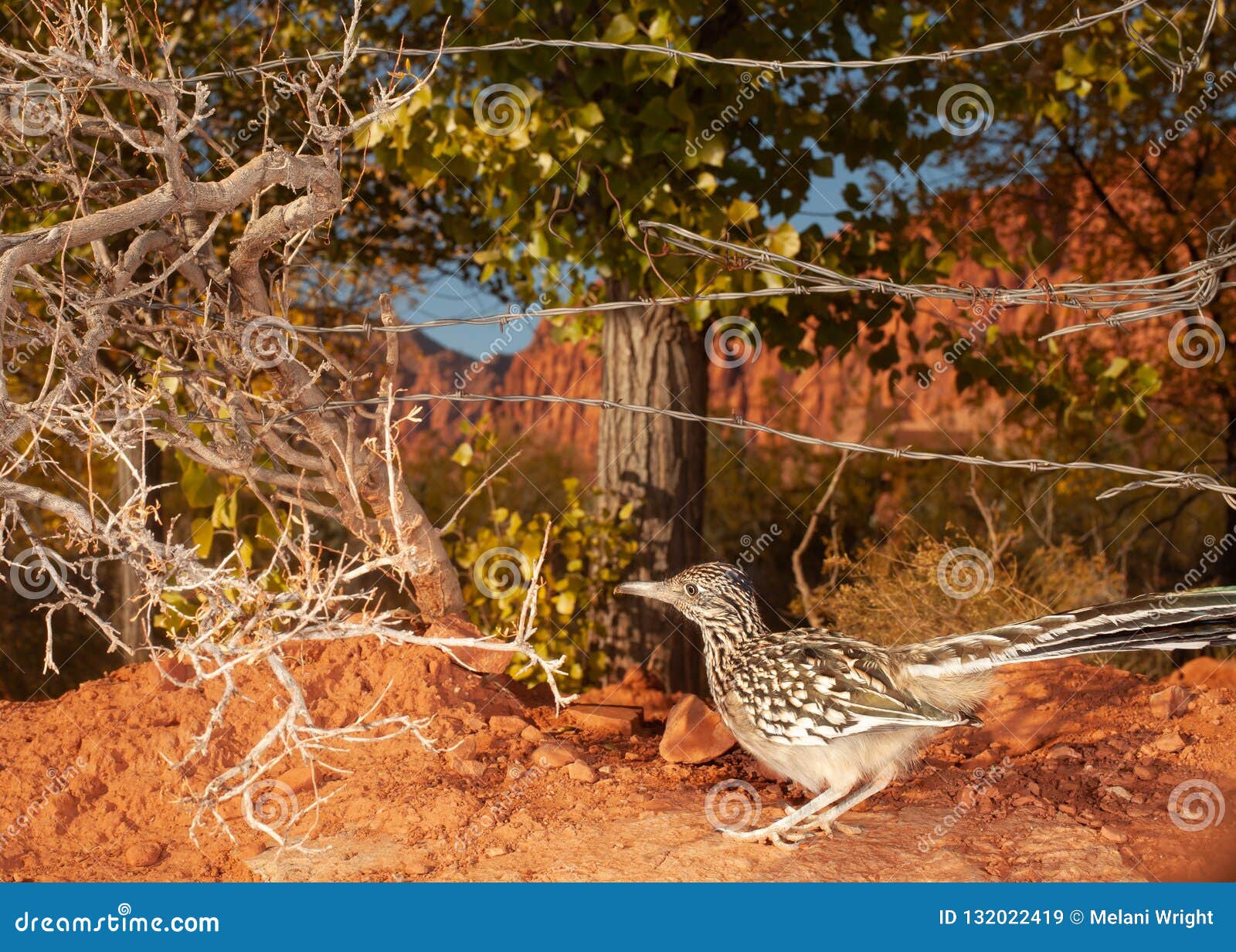 This Roadrunner In Southern Utah Is Always On The Lookout For A Tasty Meal Or Something That Wants To Eat It For A Tasty Meal Stock Image Image Of Rock Wary This Roadrunner In Southern Utah Is Always On The Lookout For A Tasty Meal Or Something That Wants To Eat It For A Tasty Meal Stock Image Image Of Rock Wary
