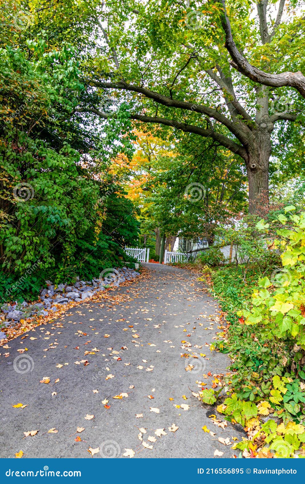 Roads Decorated with Fall Foliage Fall in Central Canada, on Stock